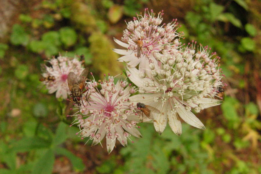 Oenothera sp. e Astrantia major